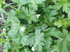 Geranium sibiricum