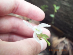 Triphora trianthophoros trianthophoros