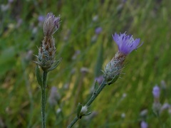 Centaurea ×psammogena