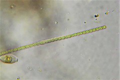 Pseudanabaena