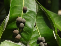 Procontarinia mangiferae