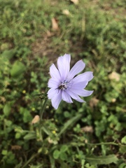 Cichorium intybus