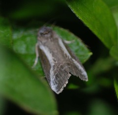 Stenoloba jankowskii