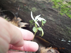 Triphora trianthophoros trianthophoros