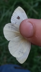 Pieris mannii