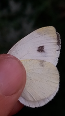 Pieris mannii