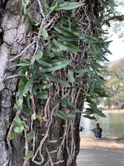 Microgramma mortoniana