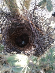 Campylorhynchus brunneicapillus