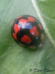 Coccinellidae