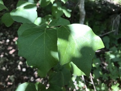 Styrax platanifolius