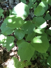 Styrax platanifolius