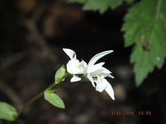 Triphora trianthophoros trianthophoros