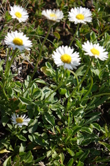 Erigeron flettii