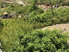 Frangula californica occidentalis