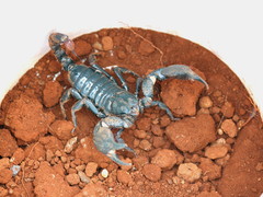 Deccanometrus phipsoni