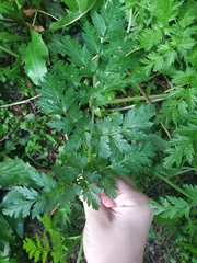 Anthriscus sylvestris