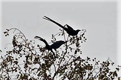 Lamprotornis caudatus