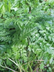 Anthriscus sylvestris