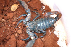 Deccanometrus phipsoni