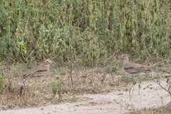 Burhinus senegalensis