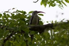 Tockus erythrorhynchus