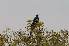 Lamprotornis caudatus
