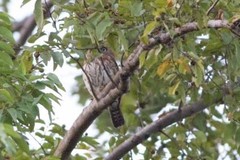 Glaucidium perlatum