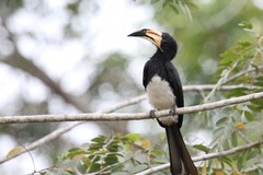 Lophoceros fasciatus