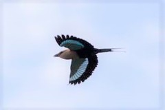 Coracias cyanogaster