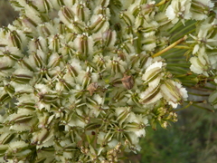 Sternodontus obtusus