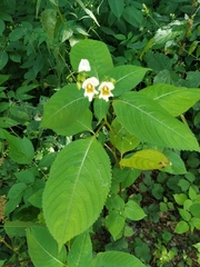 Impatiens edgeworthii
