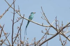 Coracias abyssinicus