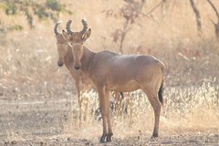 Alcelaphus buselaphus major