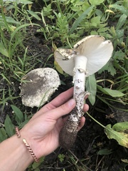Amanita populiphila