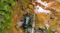 Anoplophora chinensis