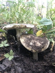 Amanita populiphila