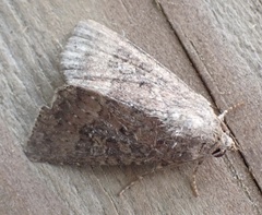 Condicinae