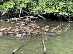 Podiceps cristatus