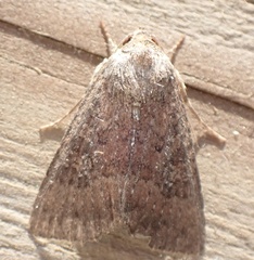 Condicinae