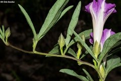 Ipomoea madrensis