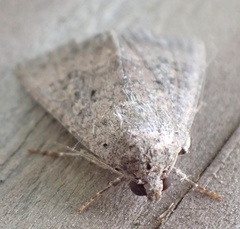 Condicinae