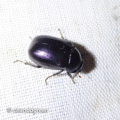 Apogonia cribricollis