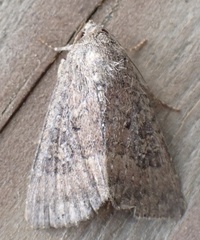 Condicinae