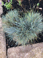Festuca glauca