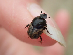 Onthophagus fracticornis