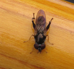 Chalcosyrphus metallicus