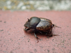 Onthophagus fracticornis