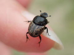 Onthophagus fracticornis
