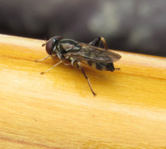 Chalcosyrphus metallicus