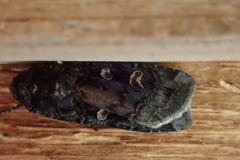 Actebia fennica